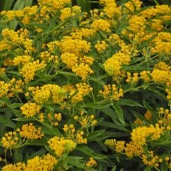 'Hello Yellow' Milkweed 9 'Hello Yellow' Milkweed -Flowers Sales Store hello yellow milkweed 3