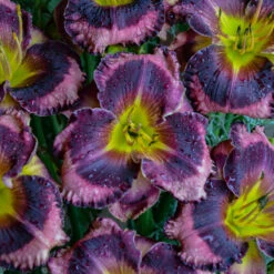 Rainbow Rhythm® 'Storm Shelter' Daylily -Flowers Sales Store hemerocallis storm shelter 2