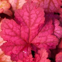 'Berry Smoothie' Coral Bells -Flowers Sales Store heuchera berry smoothie coral bells 3 786b0487 b5ec 4562 8813 9d5b97ed6c12 sw