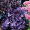 Forever® Purple Coral Bells -Flowers Sales Store heuchera forever purple 1 sw