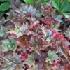 'Palace Purple' Coral Bells -Flowers Sales Store heuchera palace purple 1 sw