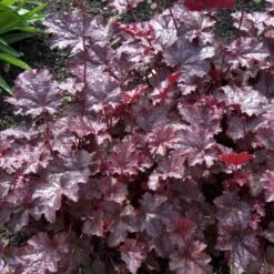 'Palace Purple' Coral Bells -Flowers Sales Store heuchera palace purple 3 sw