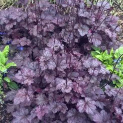 'Palace Purple' Coral Bells -Flowers Sales Store heuchera palace purple 4 sw