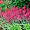 'Paris' Coral Bells -Flowers Sales Store heuchera paris coral bells 1