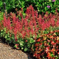 'Paris' Coral Bells -Flowers Sales Store heuchera paris coral bells 3