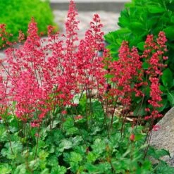 'Paris' Coral Bells -Flowers Sales Store heuchera paris coral bells 4