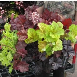 'Paris' Coral Bells -Flowers Sales Store heuchera paris coral bells 5