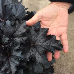 Primo® 'Black Pearl' Coral Bells -Flowers Sales Store heuchera primo black pearl coral bells 3