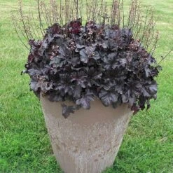 Primo® 'Black Pearl' Coral Bells -Flowers Sales Store heuchera primo black pearl coral bells 4