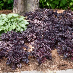Primo® 'Black Pearl' Coral Bells -Flowers Sales Store heuchera primo black pearl coral bells 5