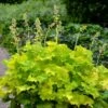 'Twist Of Lime' Coral Bells -Flowers Sales Store heuchera twist of lime 1