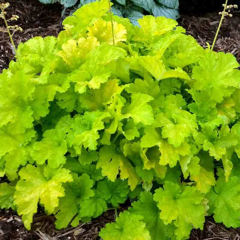 'Twist Of Lime' Coral Bells 4 'Twist Of Lime' Coral Bells - Image 2