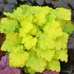 'Twist Of Lime' Coral Bells 11 'Twist Of Lime' Coral Bells -Flowers Sales Store heuchera twist of lime 3