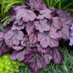 Primo® 'Wild Rose' Coral Bells -Flowers Sales Store heuchera wild rose 5