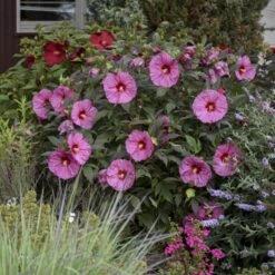 Summerific® 'Berry Awesome' Perennial Hibiscus -Flowers Sales Store hibiscus summerific berry awesome 2 sw