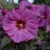 Summerific® 'Berry Awesome' Perennial Hibiscus -Flowers Sales Store hibiscus summerific berry awesome 3 sw
