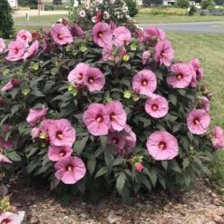 Summerific® 'Berry Awesome' Perennial Hibiscus -Flowers Sales Store hibiscus summerific berry awesome 4 sw