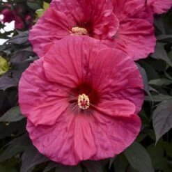 Summerific® 'Evening Rose' Perennial Hibiscus