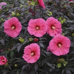 Summerific® 'Evening Rose' Perennial Hibiscus -Flowers Sales Store hibiscus summerific evening rose 4 sw