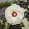 Summerific® 'French Vanilla' Perennial Hibiscus -Flowers Sales Store hibiscus summerific french vanilla 1 sw