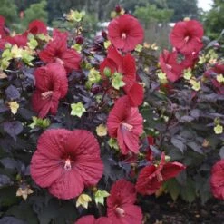 Summerific® 'Holy Grail' Perennial Hibiscus -Flowers Sales Store hibiscus summerific holy grail 2 sw