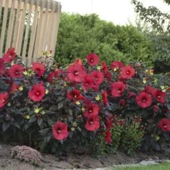 Summerific® 'Holy Grail' Perennial Hibiscus -Flowers Sales Store hibiscus summerific holy grail 4 sw