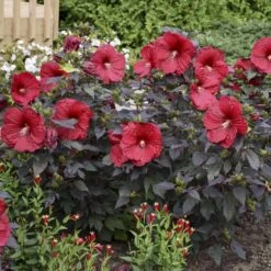 Summerific® 'Holy Grail' Perennial Hibiscus -Flowers Sales Store hibiscus summerific holy grail 5 sw