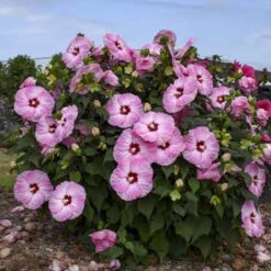 Summerific® 'Spinderella' Perennial Hibiscus -Flowers Sales Store hibiscus summerific spinderella 1 sw