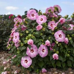 Summerific® 'Spinderella' Perennial Hibiscus -Flowers Sales Store hibiscus summerific spinderella 2 sw