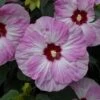 Summerific® 'Spinderella' Perennial Hibiscus -Flowers Sales Store hibiscus summerific spinderella 4 sw