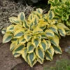 Shadowland® 'Autumn Frost' Hosta -Flowers Sales Store hosta autumn frost 1