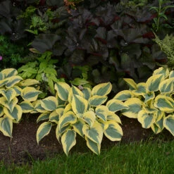 Shadowland® 'Autumn Frost' Hosta -Flowers Sales Store hosta autumn frost 3
