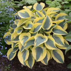 Shadowland® 'Autumn Frost' Hosta -Flowers Sales Store hosta autumn frost 4