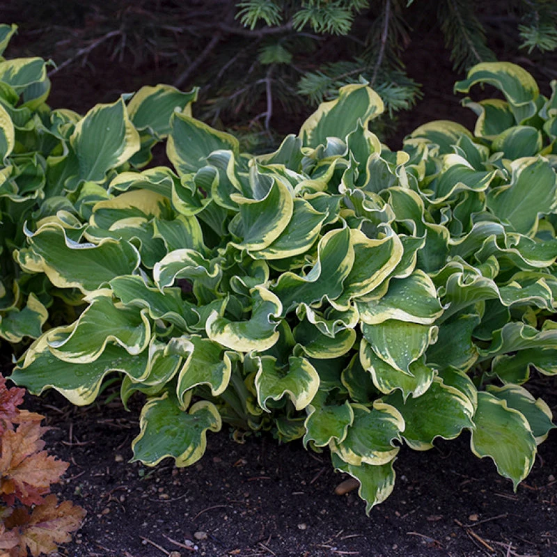 Shadowland® 'Wheee!' Hosta 3 Shadowland® 'Wheee!' Hosta