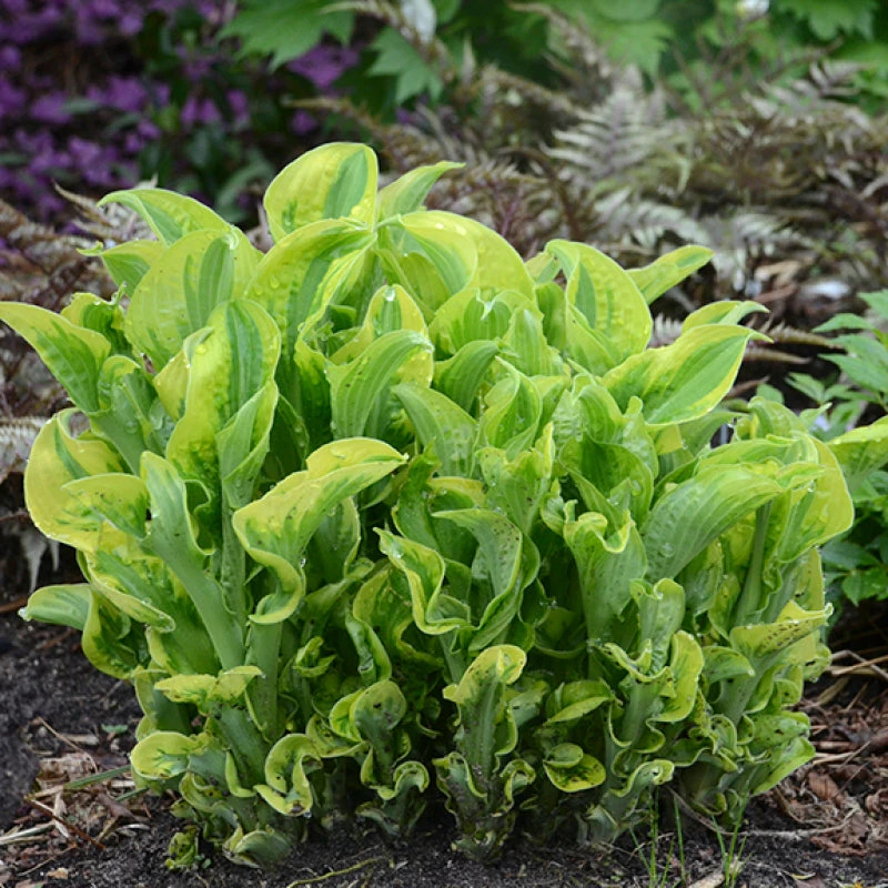 Shadowland® 'Wheee!' Hosta 4 Shadowland® 'Wheee!' Hosta - Image 2