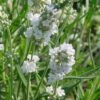 'Ellagance Ice' Lavender -Flowers Sales Store lavandula ellagance Ice 1 sw