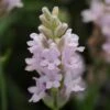 'Ellagance Pink' Lavender -Flowers Sales Store lavandula ellagance pink 1 sw