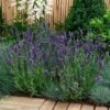 'Ellagance Purple' Lavender 1 'Ellagance Purple' Lavender -Flowers Sales Store lavandula ellagance purple 2 sw