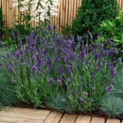 'Ellagance Purple' Lavender