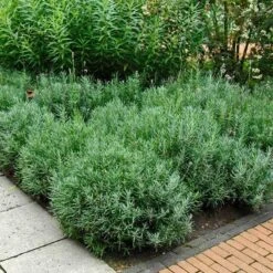 'Hidcote' Lavender -Flowers Sales Store lavender hidcote 6 sw