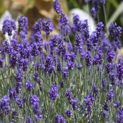 'Hidcote' Lavender -Flowers Sales Store lavender hidcote 8 sw
