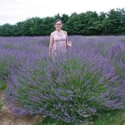 Phenomenal® Lavender -Flowers Sales Store lavender phenomenal 2