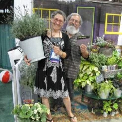 Phenomenal® Lavender -Flowers Sales Store lavender phenomenal 3