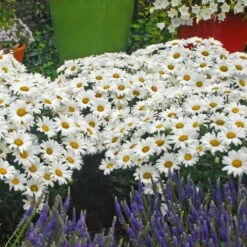 Mother's Day Collection -Flowers Sales Store leucanthemum daisy may shasta daisy 2