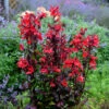 'Vulcan Red' Cardinal Flower -Flowers Sales Store lobelia vulcan red 1
