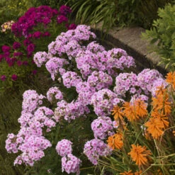 Luminary™ 'Opalescence' Phlox 9 Luminary™ 'Opalescence' Phlox -Flowers Sales Store luminary opalescence phlox 3