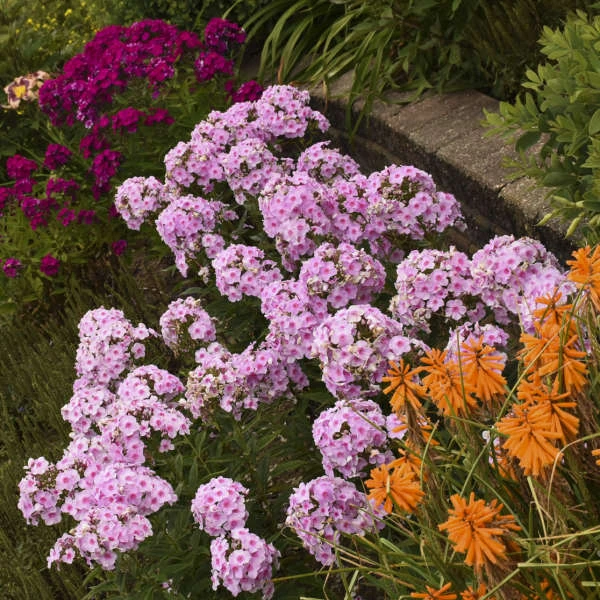 Luminary™ 'Opalescence' Phlox 5 Luminary™ 'Opalescence' Phlox - Image 3