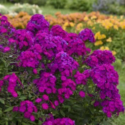 Luminary™ 'Ultraviolet' Tall Garden Phlox -Flowers Sales Store luminary ultraviolet phlox 3