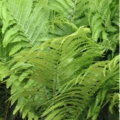Ostrich Fern -Flowers Sales Store matteuccia struthiopteris ostrich fern 2 sw