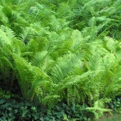Ostrich Fern -Flowers Sales Store matteuccia struthiopteris ostrich fern 5 sw